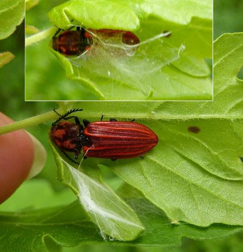 Anostirus purpureus